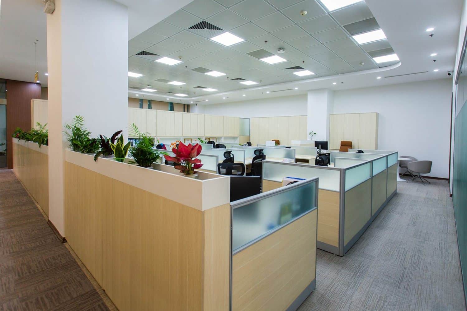 An office reception counter with planting and pale walls