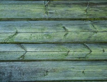 Green mildew and algae growth on weathered wood siding boards